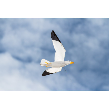 Seagull 3D