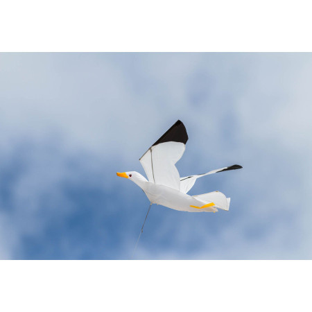 Seagull 3D